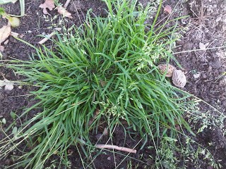 A Single Grass Plant Grows to a Good Size