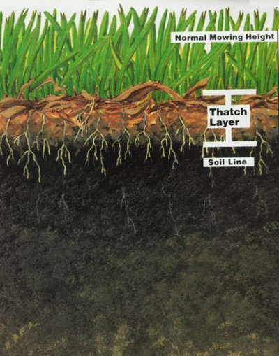 What is Lawn Thatch?
